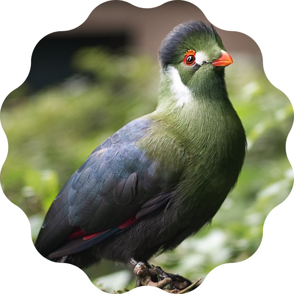 Turaco Leucotis