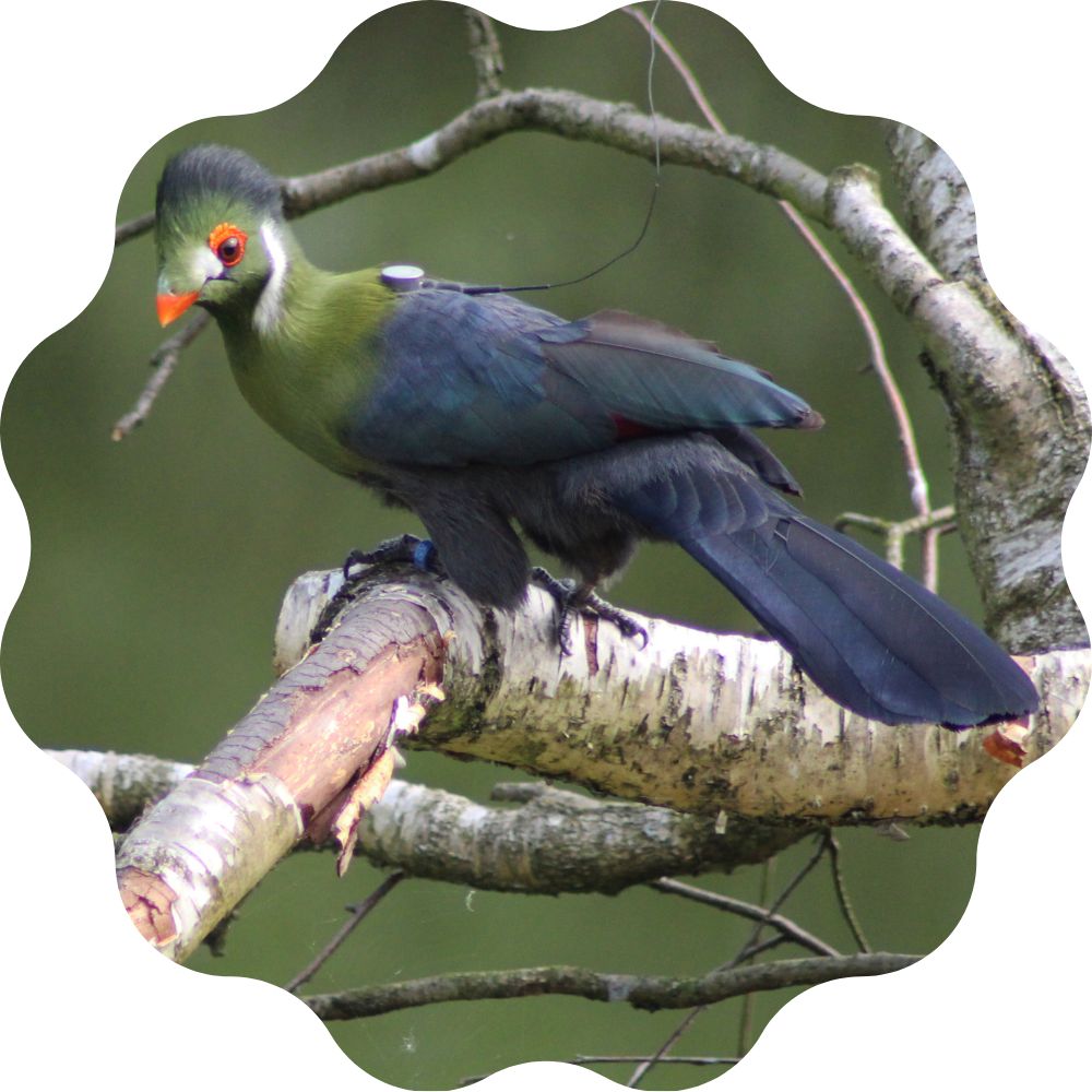 Turaco Leucotis