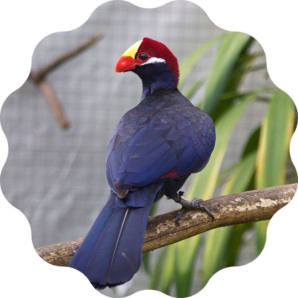 Turaco Violeta