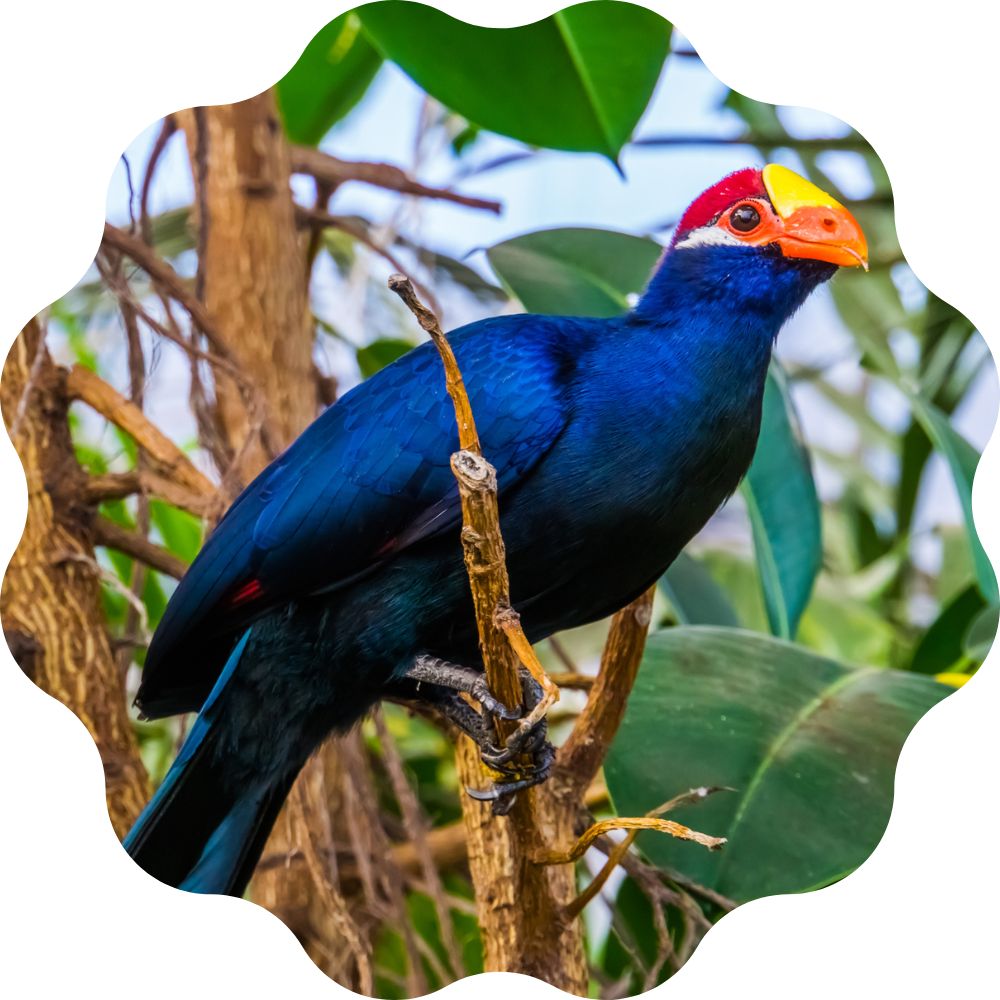 Turaco Violeta